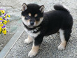 和泉犬舎 和泉犬舎